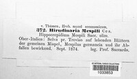 Hirudinaria mespili image
